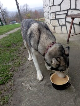 Darujem šteniatka šteňata - 5