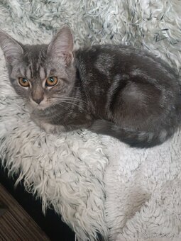 Britske maciatka - 5