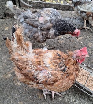 sliepky na polievku 5ks - 5