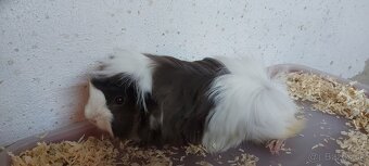 Morčata rôznych plemien - 5