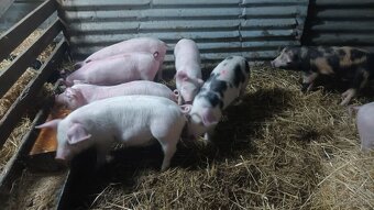 Odstavčata 25-30kg - 5