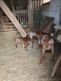 Kozy a kamerunske ovecky - 5