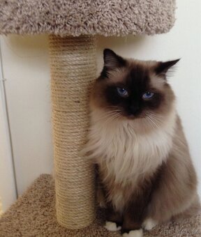 Ragdoll mačiatka - 5