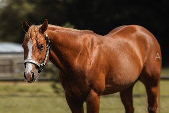 Žrebec. QH reining - 5