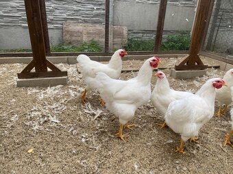Predám kohútov Oravka biela - 5