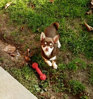 Čivava krátkosrstá – čoko fenka - 5