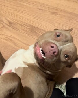 American Bully xl - 5
