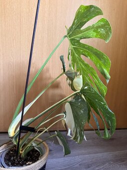 monstera thai s listami halfmoon - 5