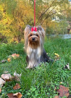 Yorkshire terrier, york - 5