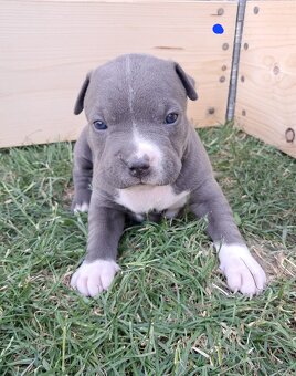 Šteniatka - Americký stafordšírsky teriér (Amstaff, Staford) - 5