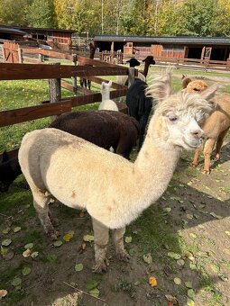 Samička Lama Alpaka - 5