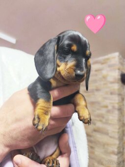 Jazvečík trpasličí - 5