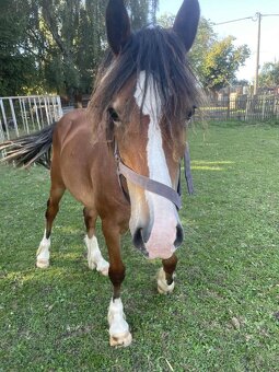 Brzy dvouletý valach Welsh Cob - 5