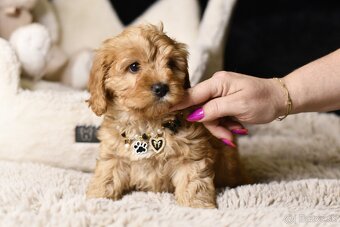 Cavapoo F1 RED Fenka pripravená na odber - 5