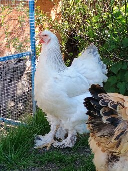 Predám nasadbove vajcia brahmanky - 5