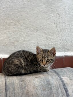 Male mačiatko Mačka do dobrych ruk - 5