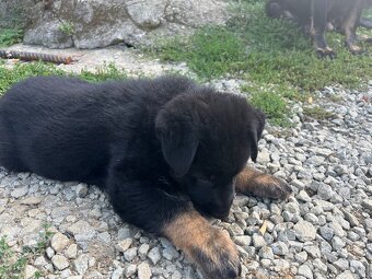 Šteniatka nemecky ovčiak - 5