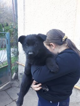 Nemecký ovčiak šteniatka - 5