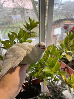 Prepelica japonská mäsovo nosná - 5