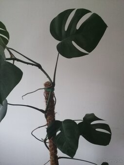 Monstera deliciosa,rastuca hlavne do vysky krasna 2 m vysoka - 5
