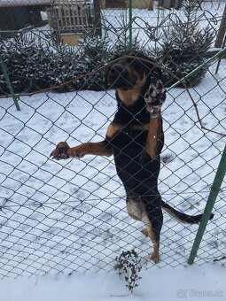 Maďarská vižla labrador - 5