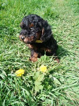 Pudel black and tan - 5