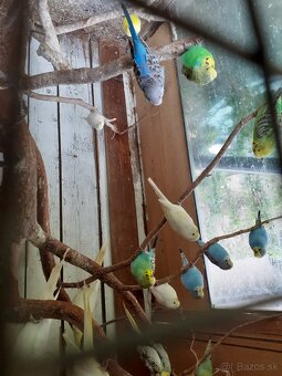 Predam andulky - 5