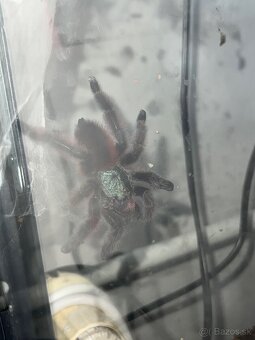 Caribena versicolor 7cm v tele - 5