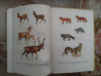 Poľovníctvo I. - 5