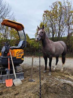 Pripuštanie American Quarter Horse , Qh - 5