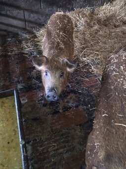 Odstavcata duroc durok x mangalica - 5