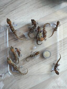 Paroedura picta - 5