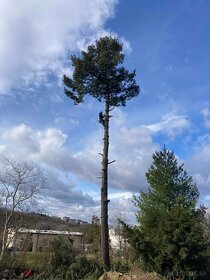 Výrub stromov, pílenie stromov, orez stromov, arboristika - 5