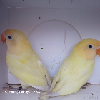 Agapornis fischer tyrkys decino - 5