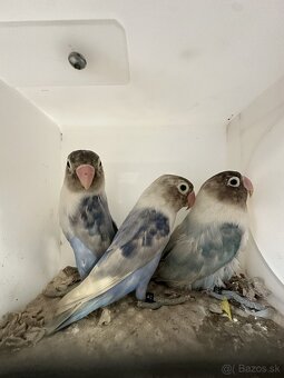 Agapornis škraboškový - 5