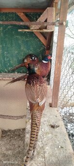 Bažant poľovný - 5