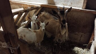 Kozy na chov alebo mäso - 5