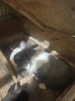 Zakrslé králiky - 5