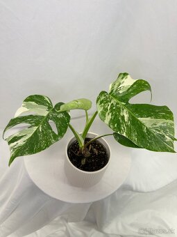 Monstera Deliciosa Albo variegata - 5