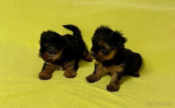 Yorkshirsky teriér - 5