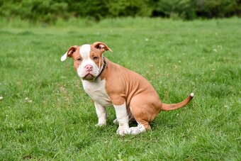 Psík American bully s pp na predaj - 5