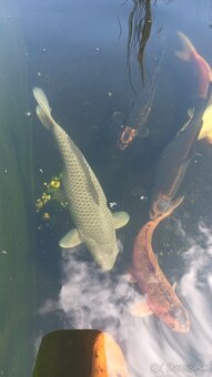 Koi kapre, japonske - 5
