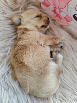 Golddust Yorkshire terrier - 5