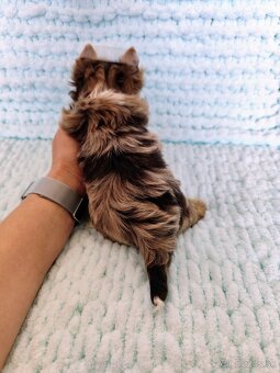 Choco, Chocolate Yorkshire terrier - 5