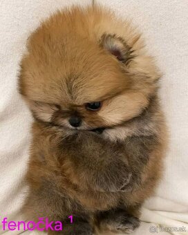 Pomeranian mini Boo - 5
