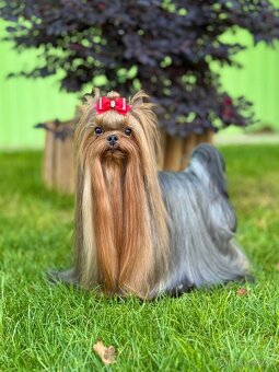 Yorkshire terrier, york - 5