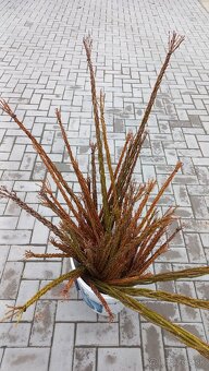 Šibáky  , korbače - 5