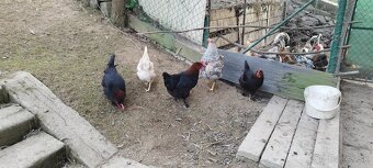 Nasadové vajíčka australorp - 5