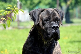 Cane Corso štěňata s FCI P - 5