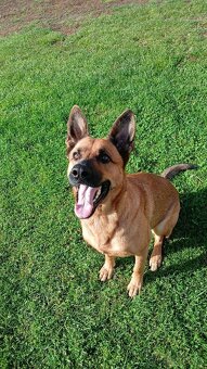 Nemecký x Belgický ovčiak - 5